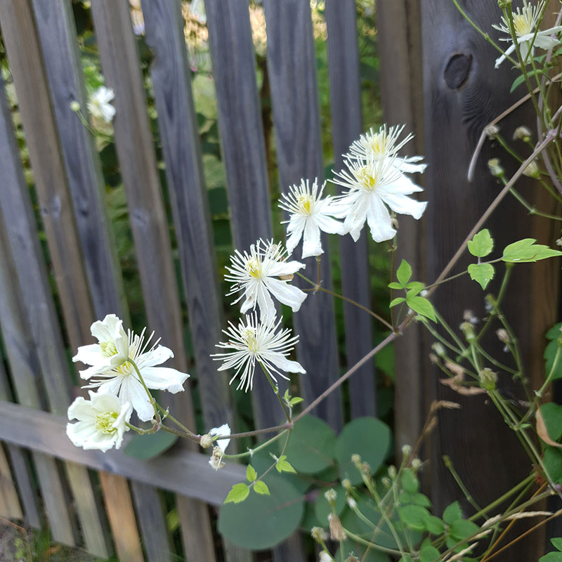 Skira vita blommor på Klematis Paul Farges