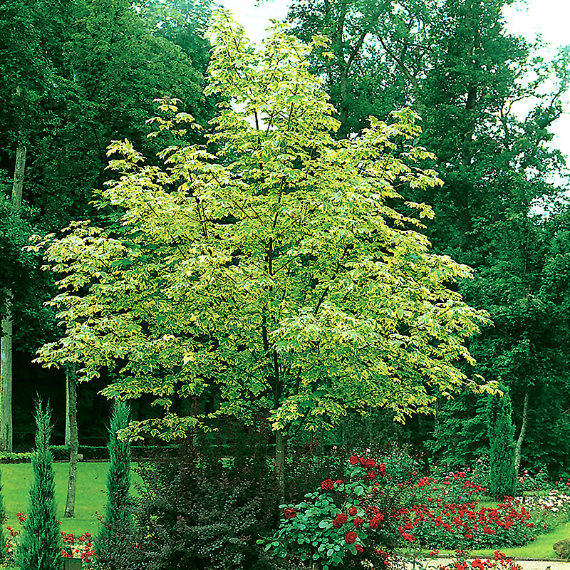 Vitbrokig skogslönn, Acer plantaoides 'Drummondii'