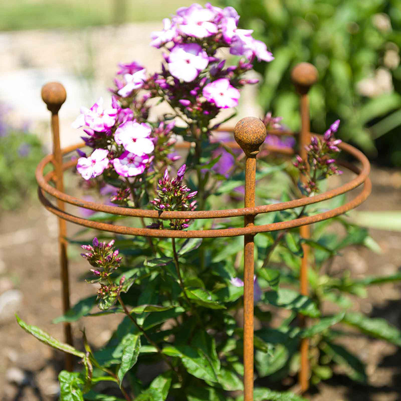 Harrod Horticultural Växtstöd Circular 40×30 cm rost