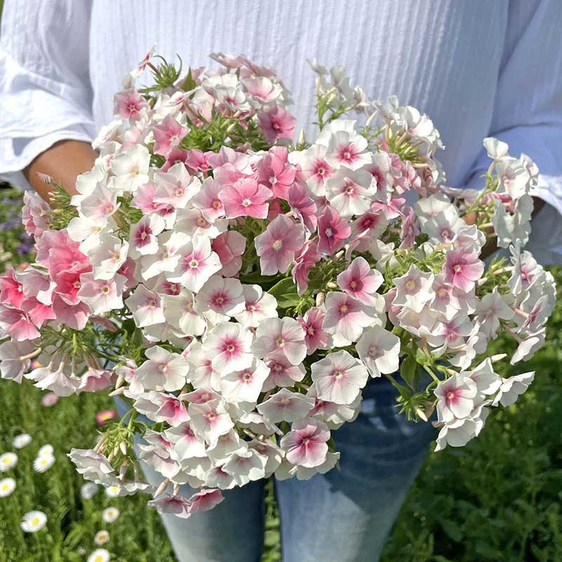 Fam Flower Farm Sommarflox ’Blushing Bride’