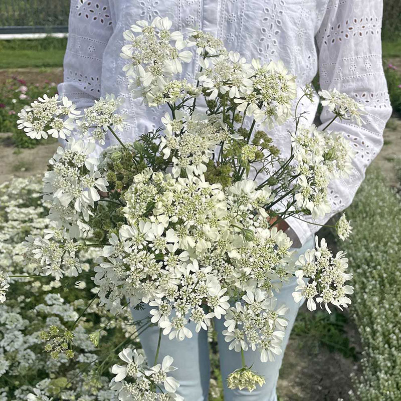 Blomsterkörvel 'White'