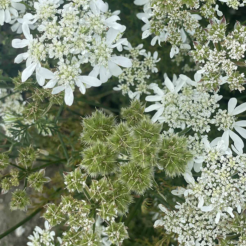 Blomsterkörvel 'White'