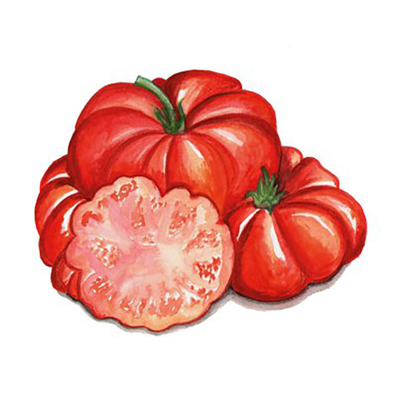 Nordfrö Tomat ’Costoluto Fiorentino’