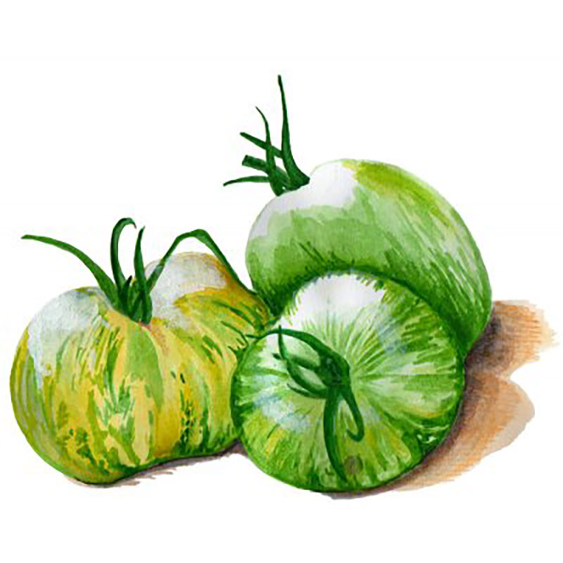 Tomat 'Green Zebra'