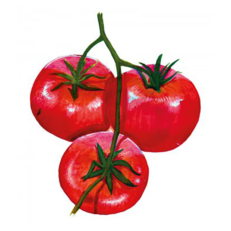 Nordfrö Tomat ’Stupice’