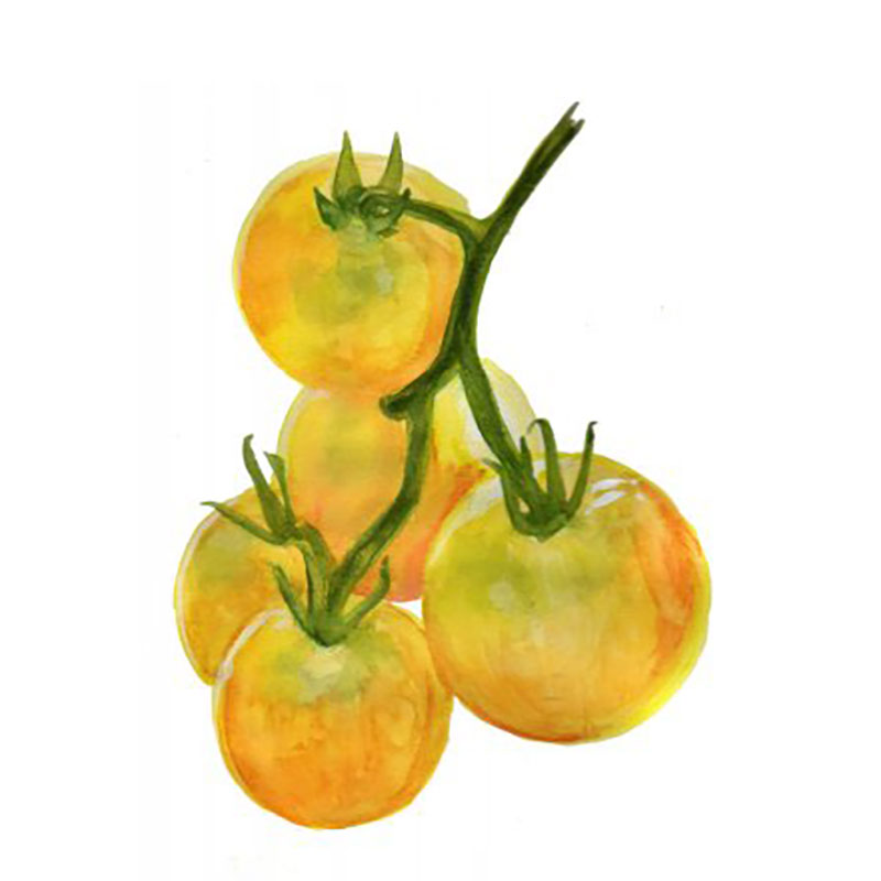 Nordfrö Tomat ’Wapsipinicon’