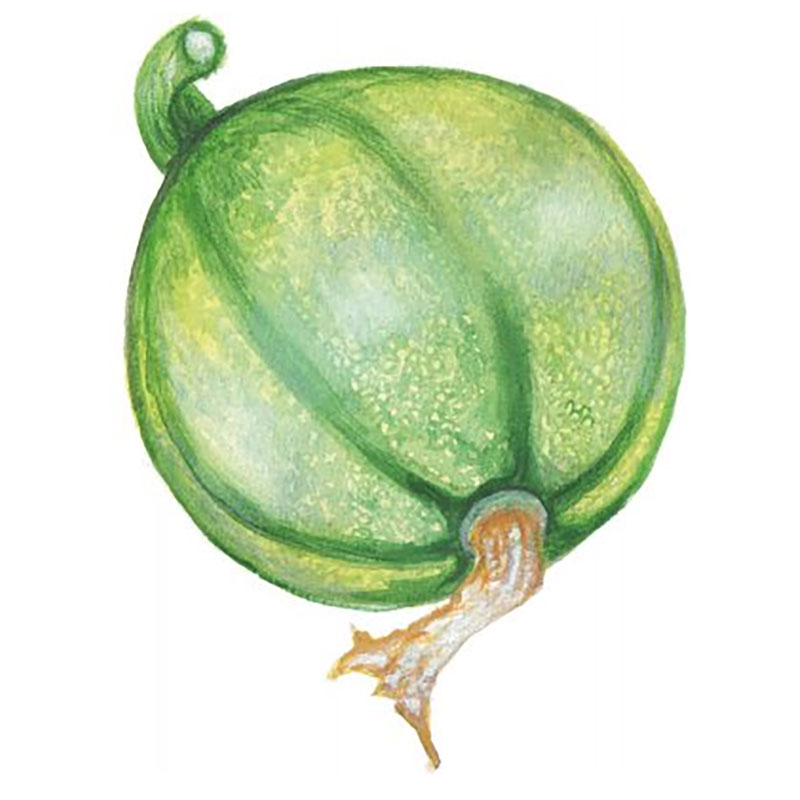 Sommarsquash 'Tondo Chiaro di Nizza'