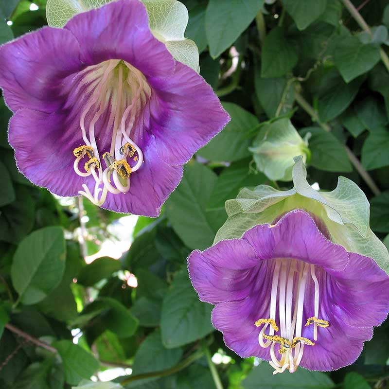 Lindbloms frö Klockranka violettblå