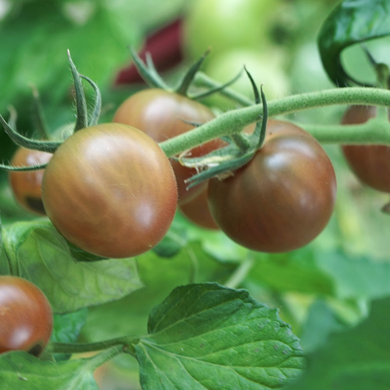 Lindbloms frö Tomat ’Paul Robson’ ekologisk