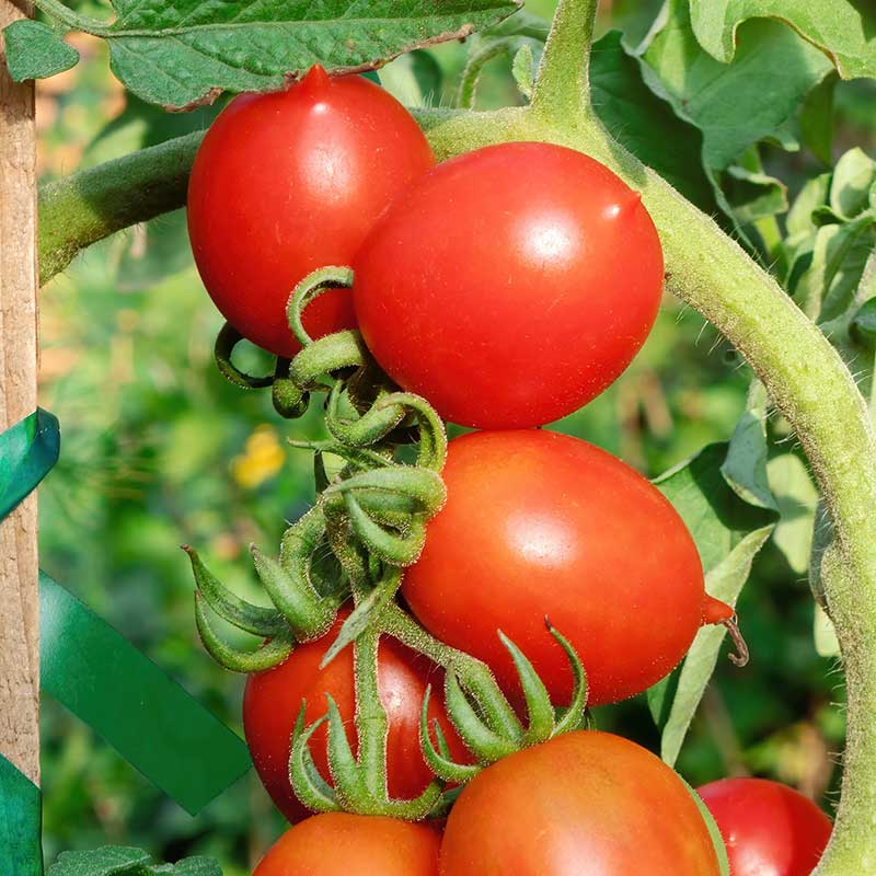 Lindbloms frö Tomat ’Ruthje’ ekologisk