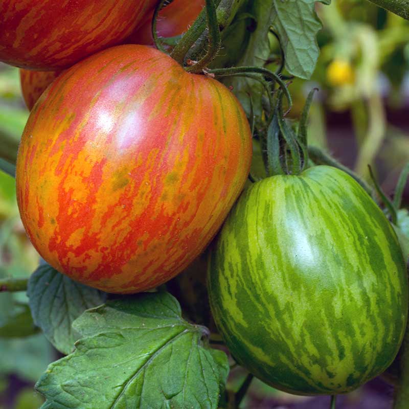 Lindbloms frö Tomat ’Shimmeig Creg’ ekologisk
