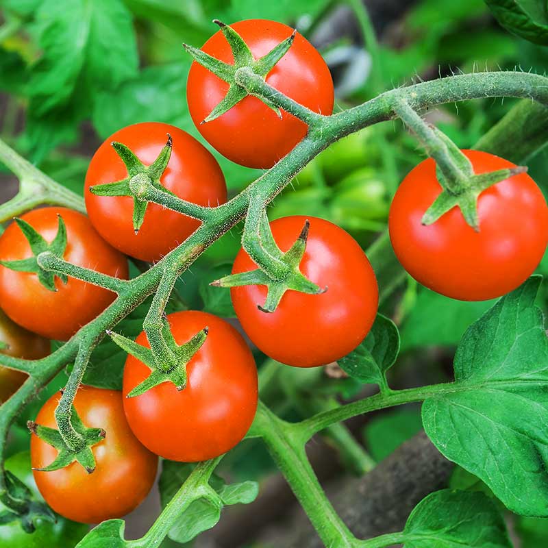Lindbloms frö Tomat ’Trixi’ ekologisk