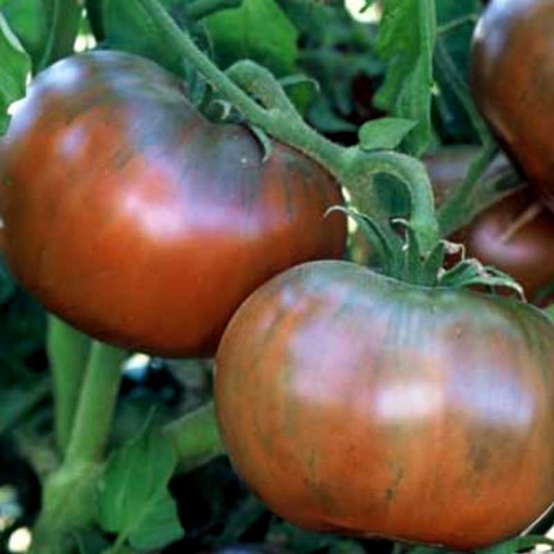 Lindbloms frö Tomat ’Tschernij Prinz’ ekologisk