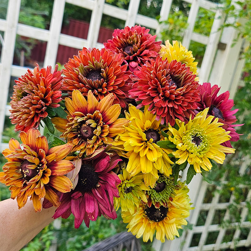 Sommarrudbeckia 'Sahara'