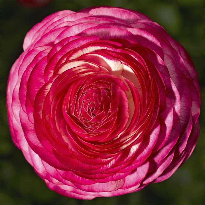 Wexthuset Bukettranunkel ’Magic Rose Delight’