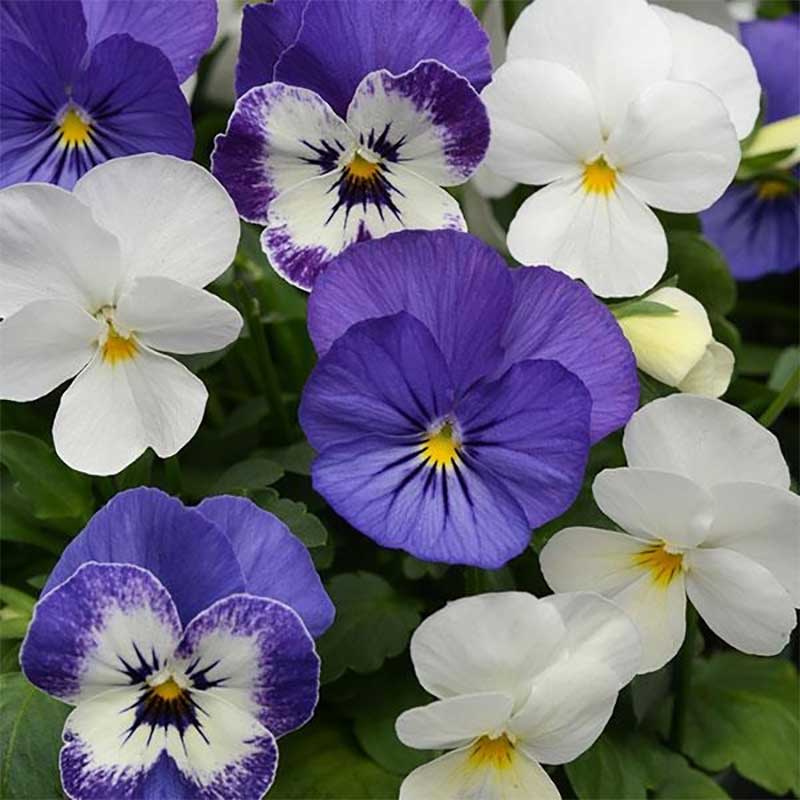 Bukettviol 'Sorbet XP Blueberry Sundae' mix