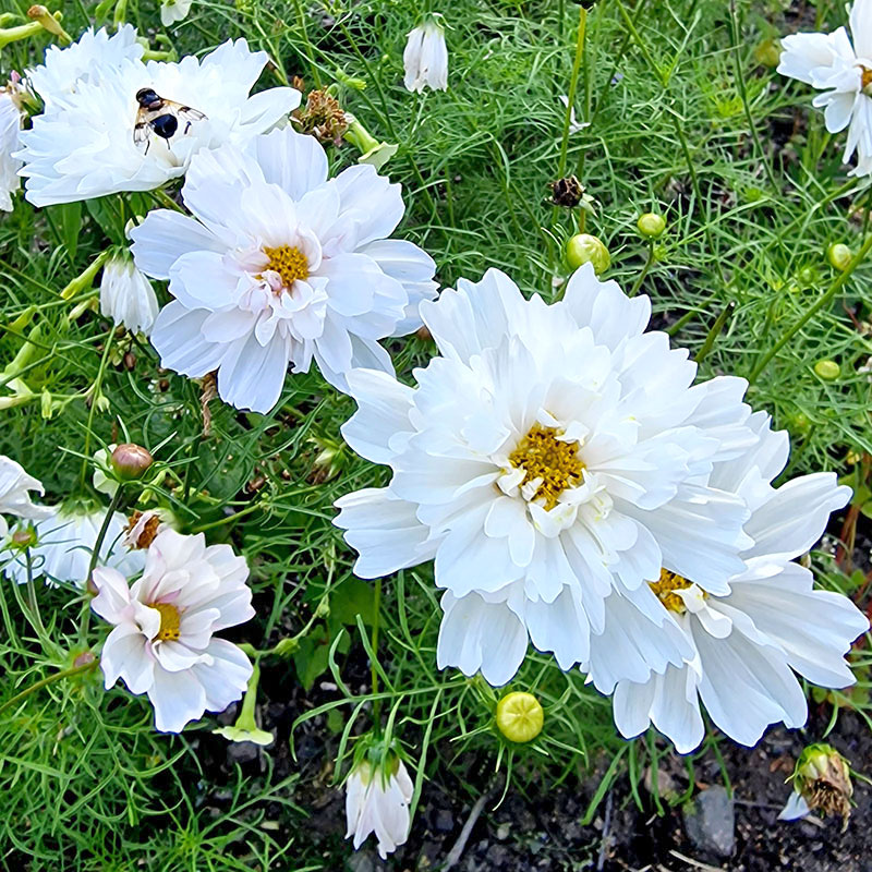rosenskära 'fizzy white'