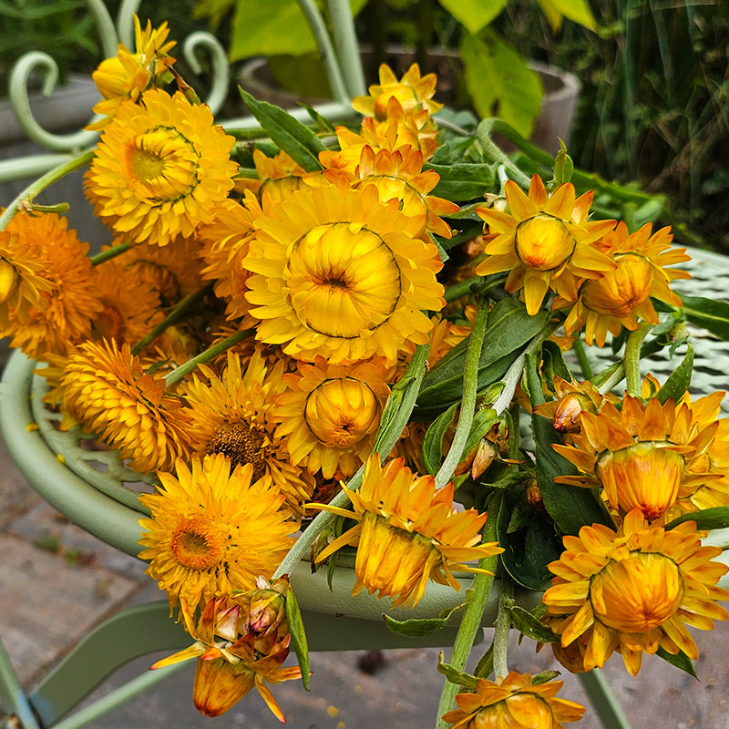 Bukett med jätteeternell äGolden Yellow' på grön stol