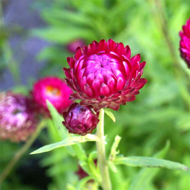 Wexthuset Jätteeternell ’Purple’