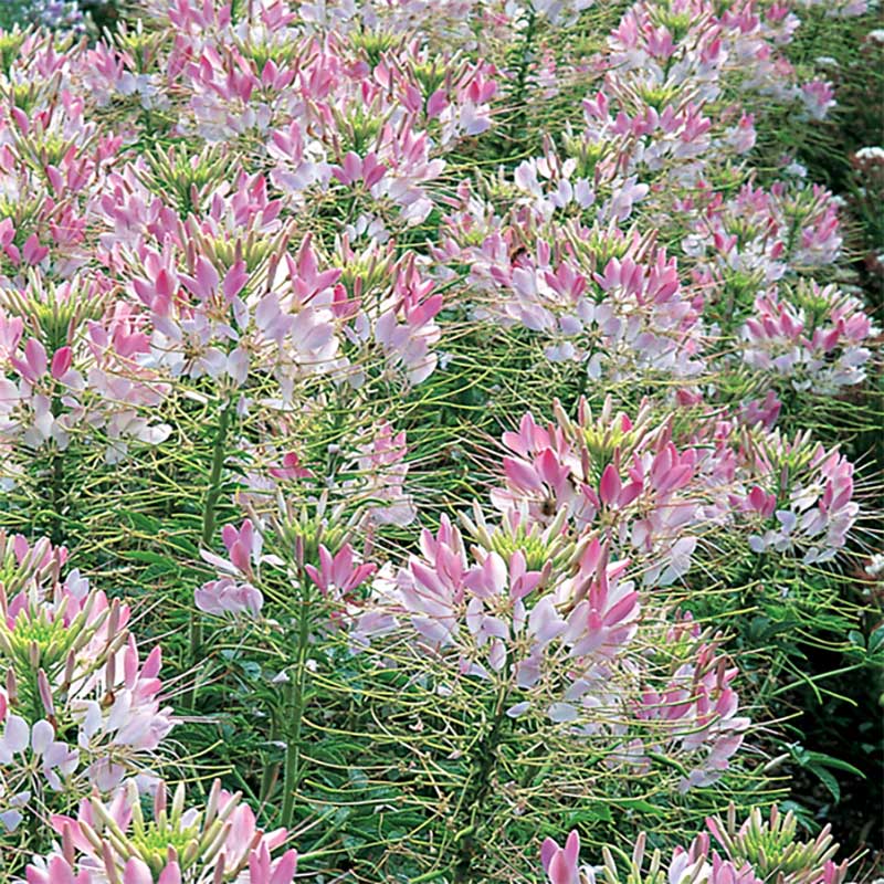 Paradisblomster 'Sparkler Blush' F1