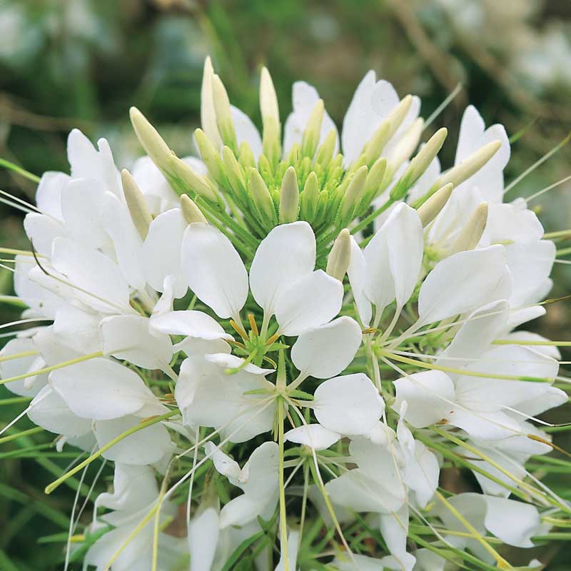 Paradisblomster 'Sparkler White' F1