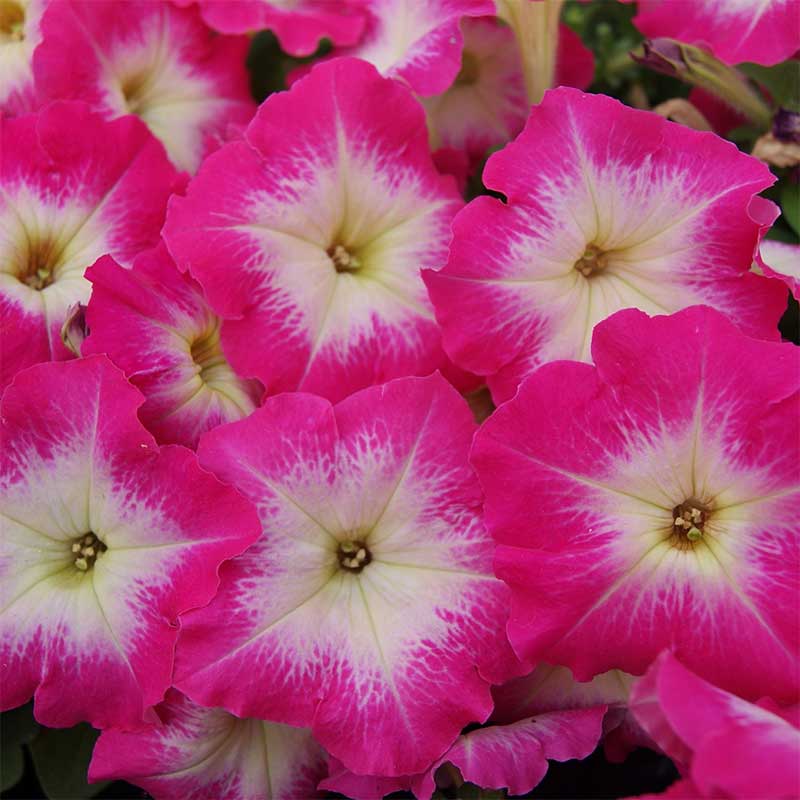 Petunia 'Mambo Rose Morn' F1
