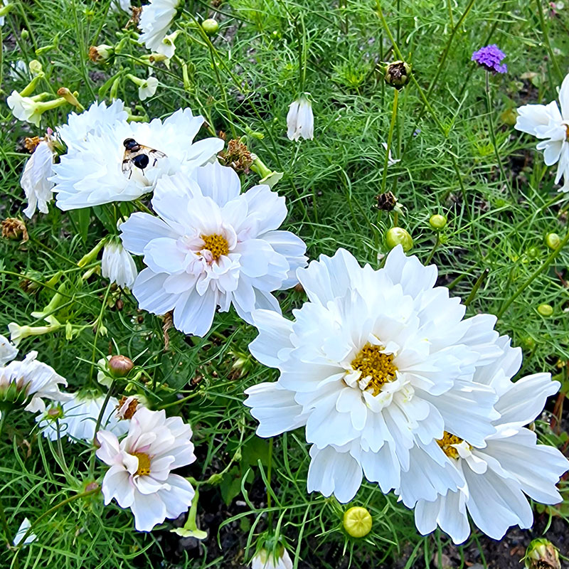 Rosenskära Fizzy White