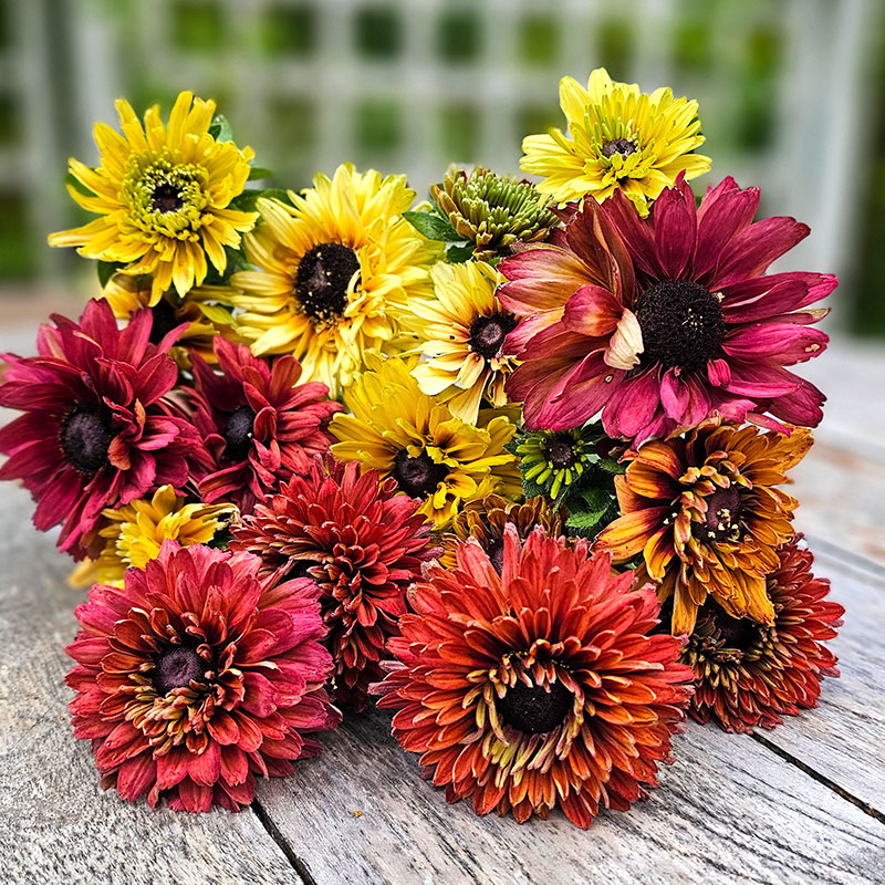 Sommarrudbeckia 'Sahara'