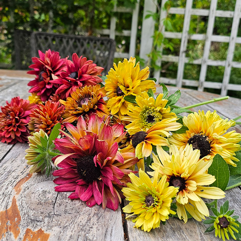 Sommarrudbeckia 'Sahara'