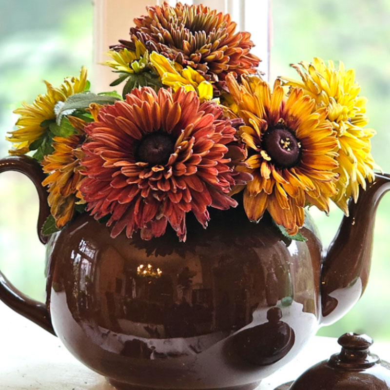 Sommarrudbeckia i vas