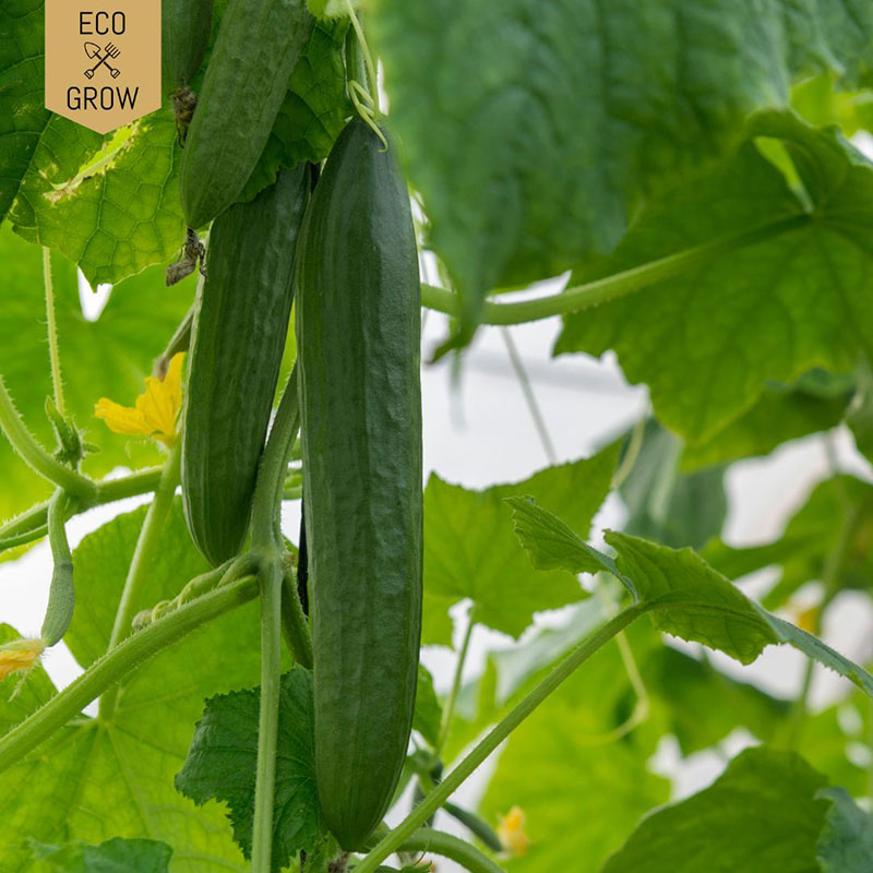 snackgurka 'minyara', ekologisk