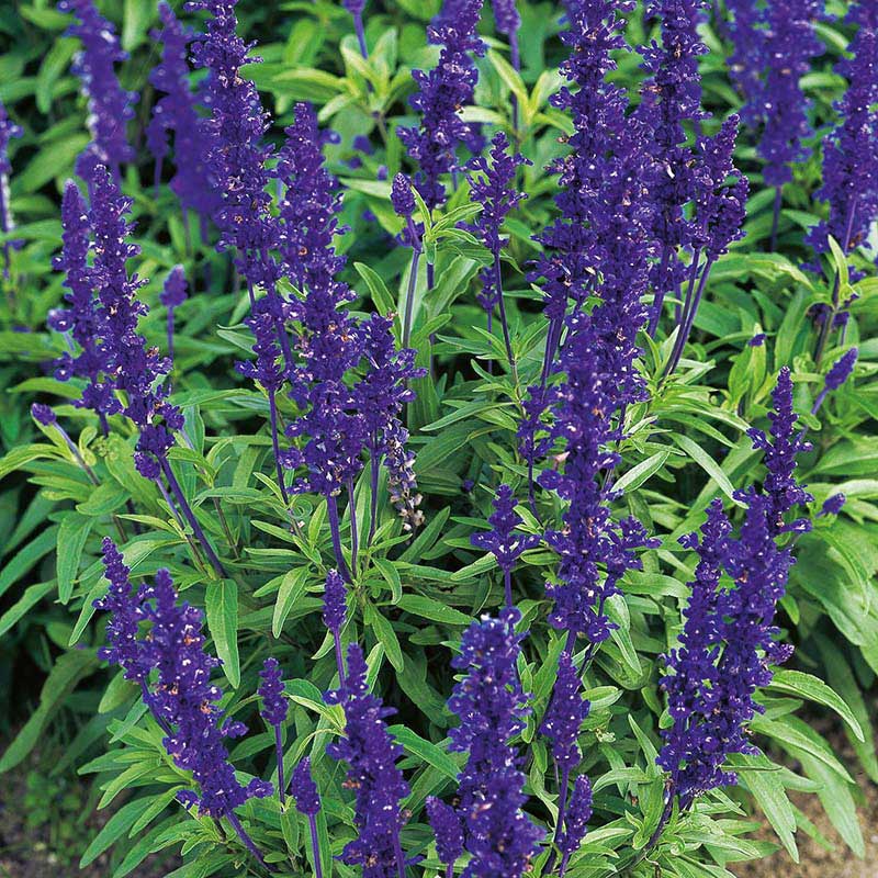 Mr Fothergills Daggsalvia ’Victoria Blue’