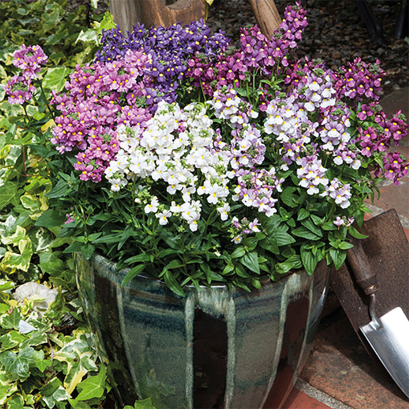 Семена Немезии Купить В Спб