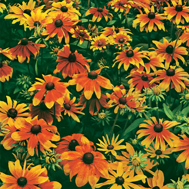 Rudbeckia 'Rustic Dwarf Mixed