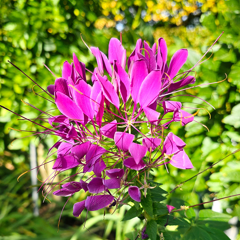paradisblomster 'violet queen'