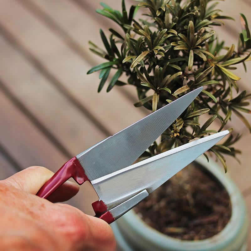 Trimsax för beskärning av örter och bonsai