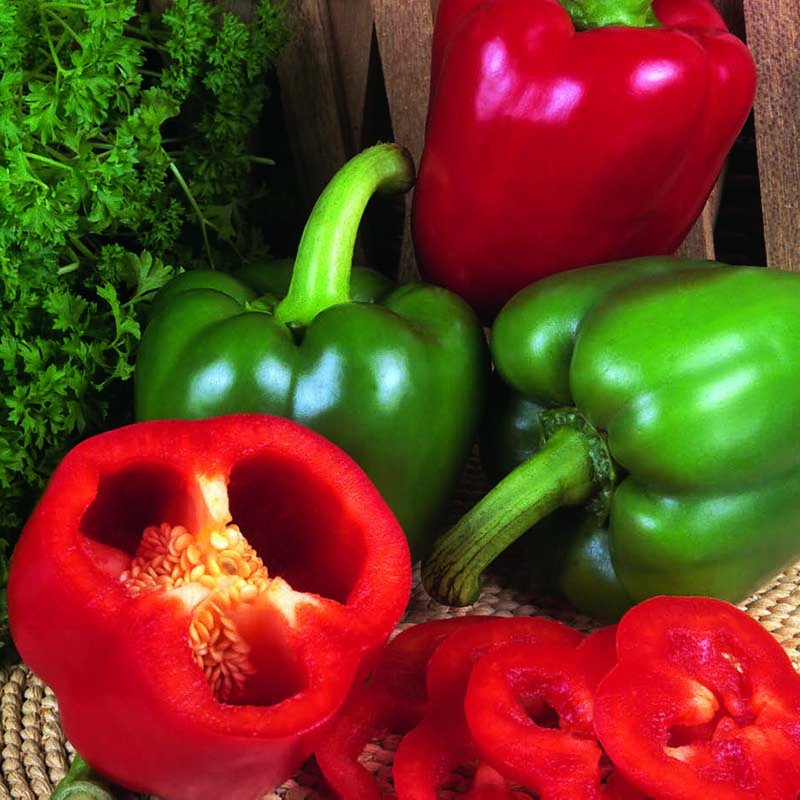Frö till chili och paprikaplantor Wexthuset