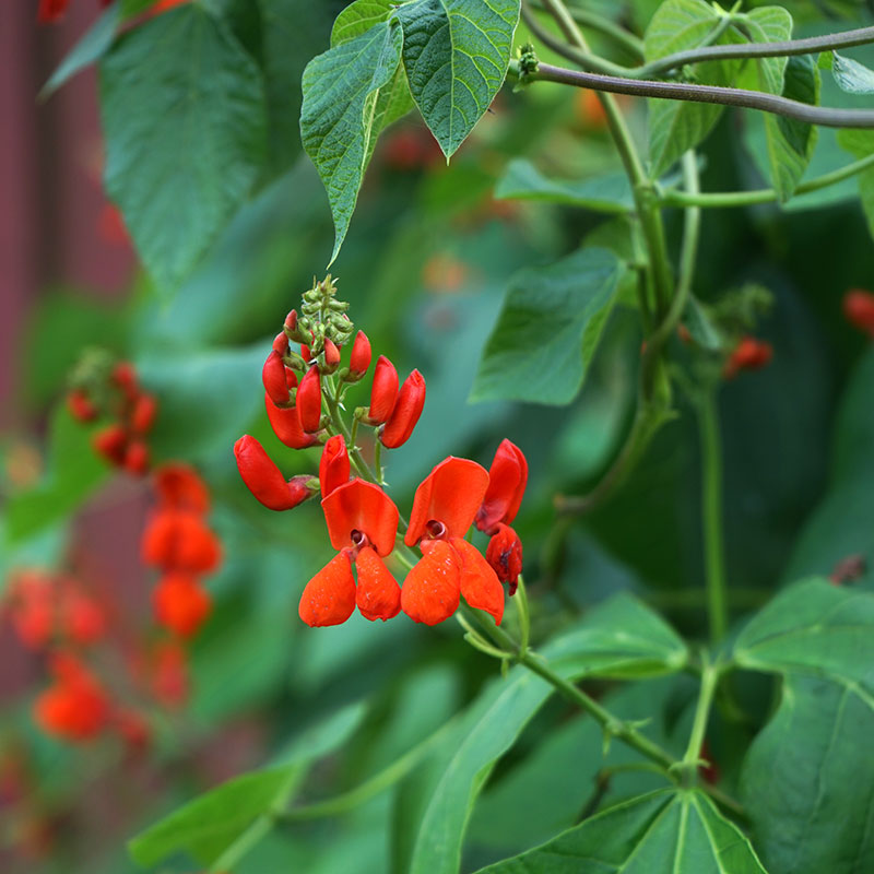 Blomsterböna 'Lady Di', ekologisk