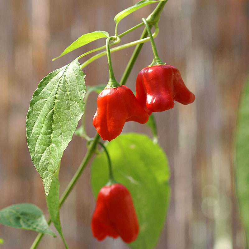 Nelson Garden Chili ’Jamaican Bell’