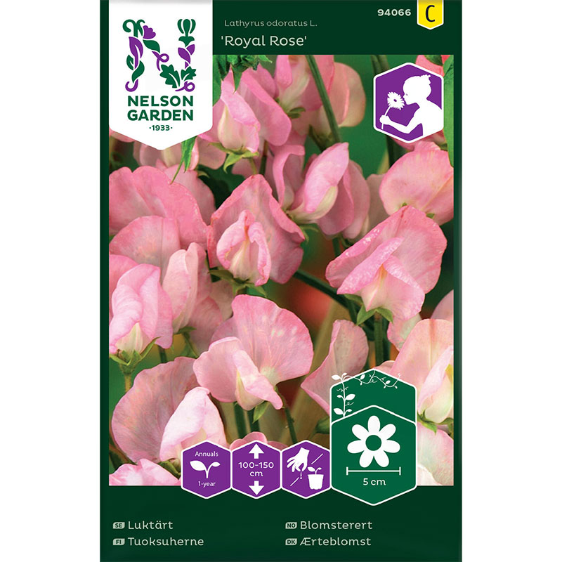 Luktärt 'Royal Rose'