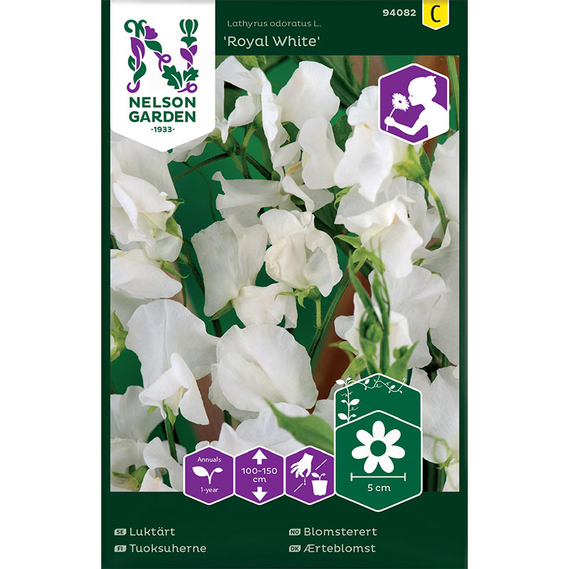 Luktärt 'Royal White'
