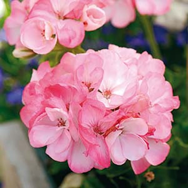 Nelson Garden Pelargon Inspire Pink F1