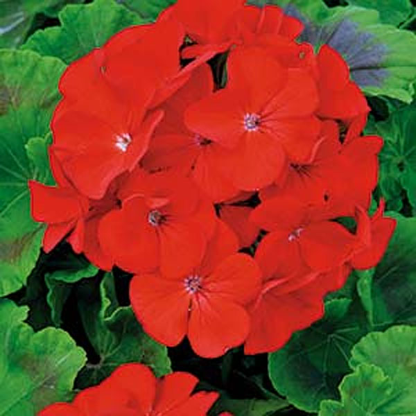 Nelson Garden Pelargon Inspire Scarlet F1