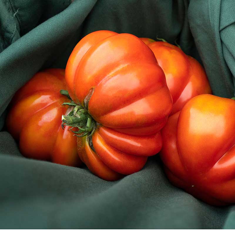 Nelson Garden Tomat ’Canestrino’