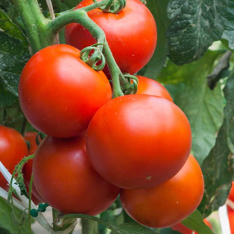 Nelson Garden Tomat ’Hildares’ F1