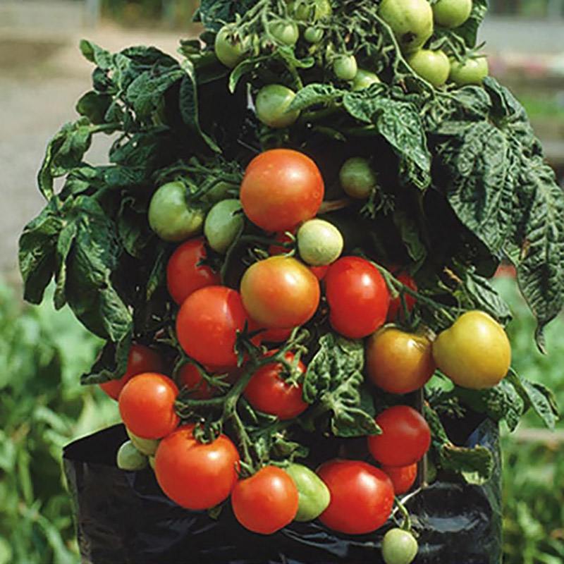 Tomatfrö till körsbärstomaten Balkonzauber