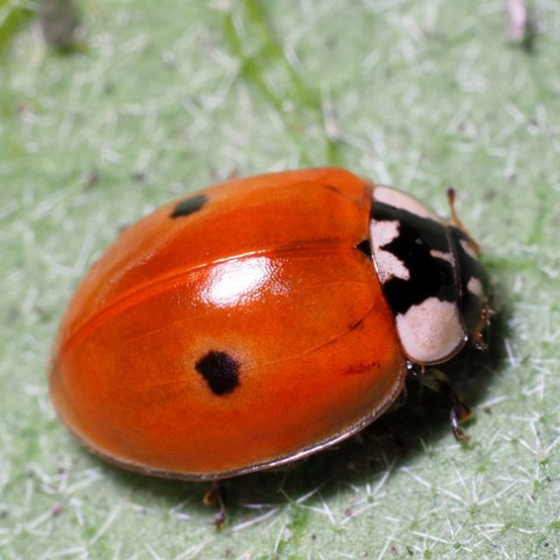 Larver av nyckelpigan Adalia bipunctata, mot angrepp av bladlöss. Används med fördel mot utbredda bladluskolonier.
