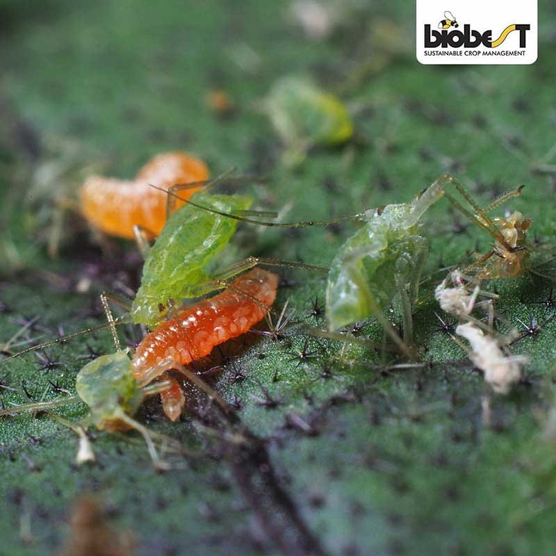 Biobasiq Nyttodjur mot bladlöss