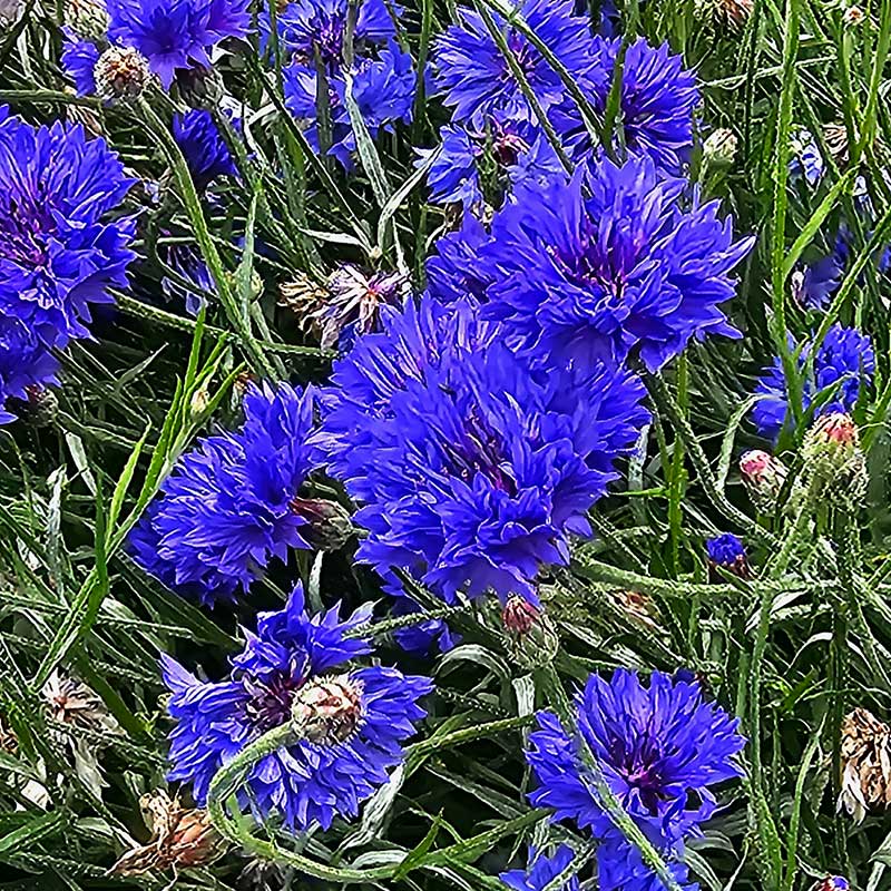 Bl&aring;klint 'Blue Diadem', klarbl&aring; blommor, h&ouml;jd ca 80 cm, soligt l&auml;ge, l&auml;ttodlad, 2 gram fr&ouml;n.