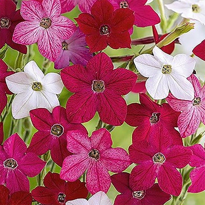 blomstertobak 'sensation'